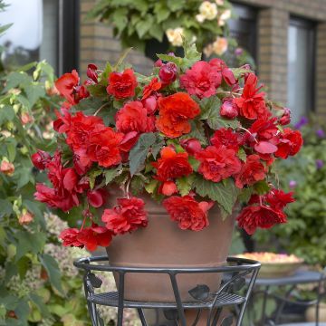 Begonia odorata Red Glory