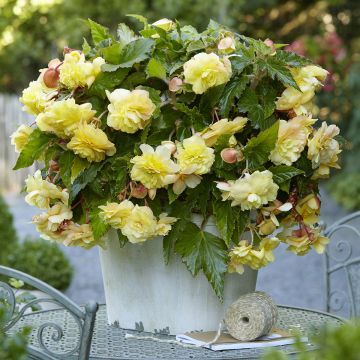 Begonia odorata Sunny Dream