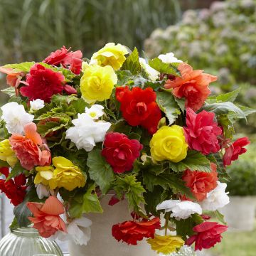 Begonia Pendula Cascade mix 6 colores