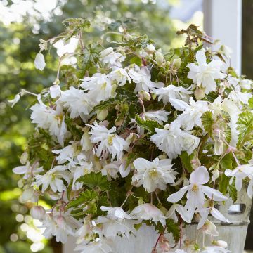 Begonia Pendula Cascade White