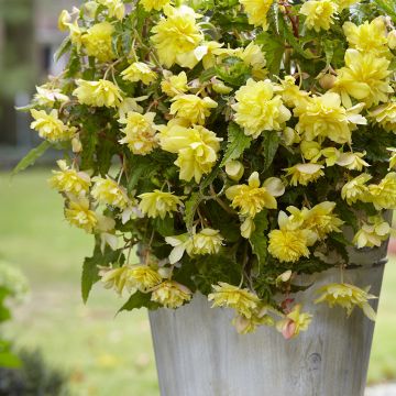 Begonia Pendula Cascade Yellow