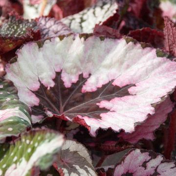 Begonia Rex Spirit of Kwale