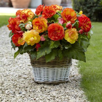 Begonia Sangria - Bégonia tuberosa