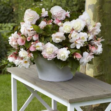 Begonia Superba Bolero 