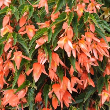 Begonia Summerwings Apricot Improved