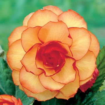 Begonia grandiflora Picotee Yellow Red
