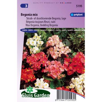 Begonia Siempre-florida - Begonia de flor