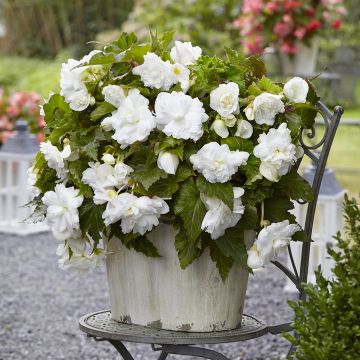 Begonia multiflora Maxima blanca