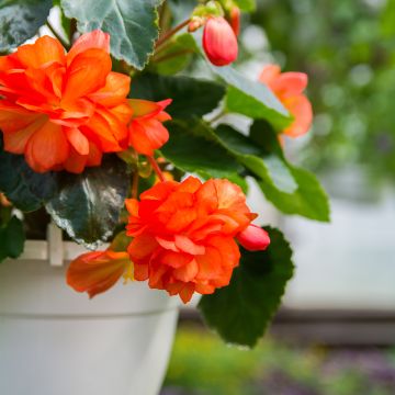 Begonia Pendula Cascade Orange