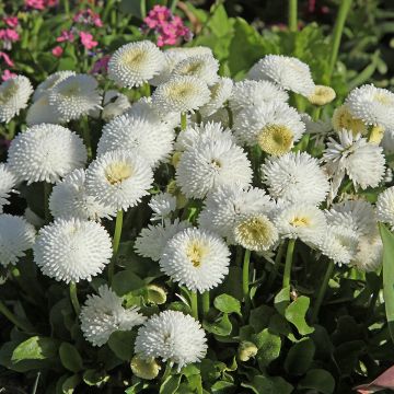 Bellis perennis Bellastar Compact White - Margarita de los prados Bellis perennis Bellastar Compact White - Margarita de los prados