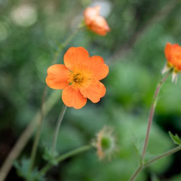 Geum chiloense Sigiswang - Hierba del Clavo