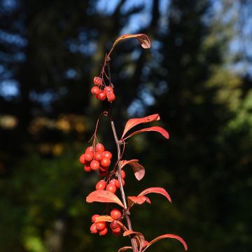 Agracejo - Berberis koreana