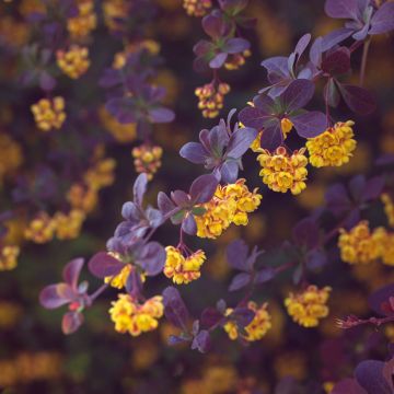 Agracejo - Berberis ottawensis Auricoma