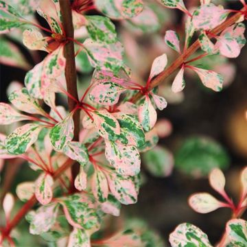 Agracejo japonés - Berberis thunbergii Natasza