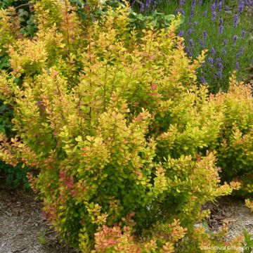 Berberis thunbergii Orange Torch - Agracejo japonés