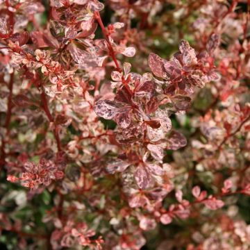 Agracejo japonés - Berberis thunbergii Rosy Glow