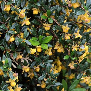 Agracejo - Berberis Chenaultii