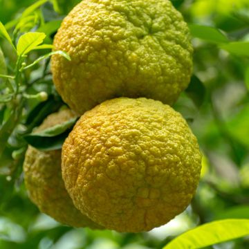 Bergamota Fantastico - Citrus bergamia