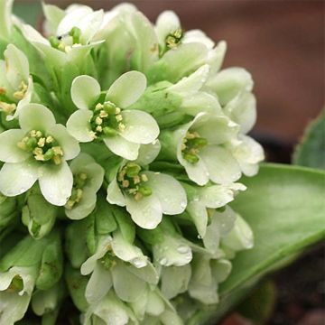 Bergenia stracheyi Ice Queen - Hortensia de invierno