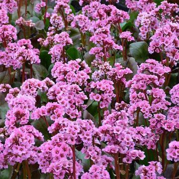 Bergenia Spring Fling - Hortensia de invierno