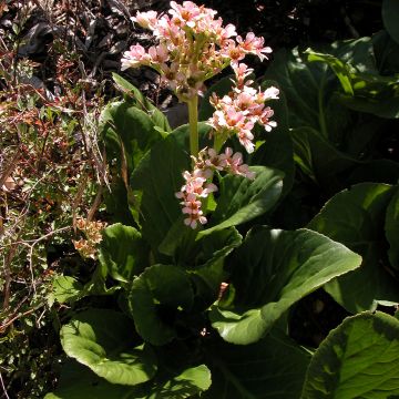 Bergenia stracheyi - Hortensia de invierno