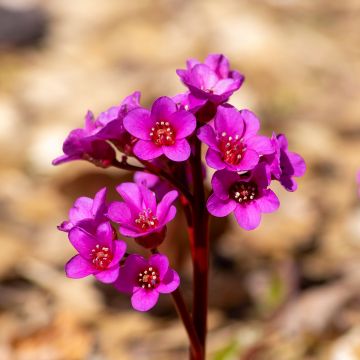 Bergenia cordifolia Eroïca - Hortensia de invierno