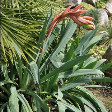 Beschorneria septentrionalis - Falso Agave