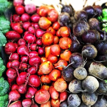 Remolacha de mesa Rainbow Beet