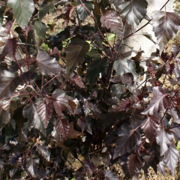 Abedul común Royal Frost o Crimson Frost