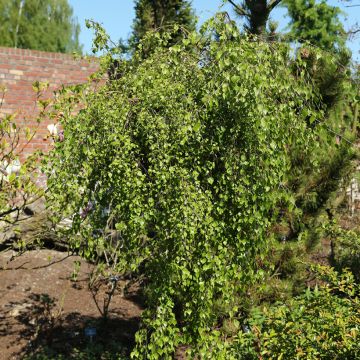 Abedul llorón - Betula pendula Zöld Szakáll