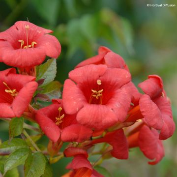 Campsis x tagliabuana Ebony & Red - Trompeta trepadora