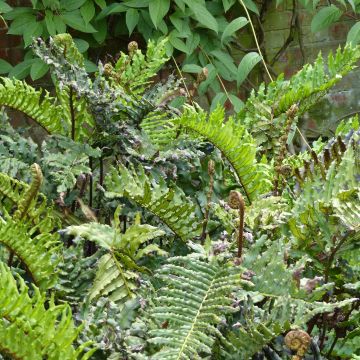 Blechnum chilense - Helecho costilla de vaca