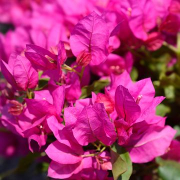 Bougainvillea Vera Deep Purple - Buganvilla