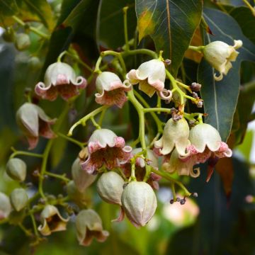 Brachychiton populneus - Árbol botella