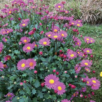 Brachyscome Fresco Candy
