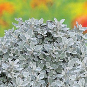 Senecio greyi Walberton's Silver Dormouse