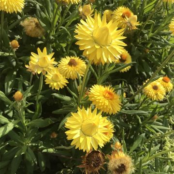 Bracteantha bracteata Granvia Gold