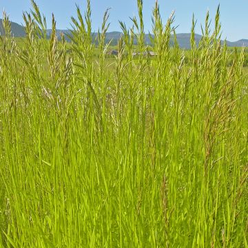 Bromus inermis Skinner s Gold