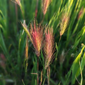 Bromus rubens (semillas)