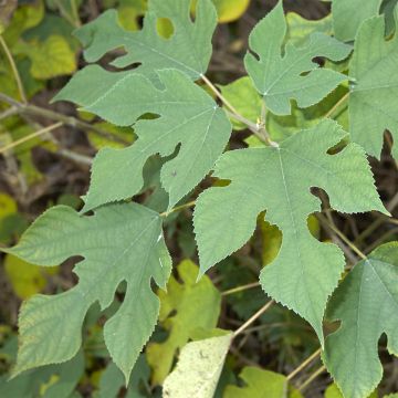 Broussonetia papyrifera - Morera de papel