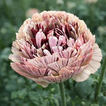 Ranúnculo Brushmark Verona – Ranunculus asiaticus