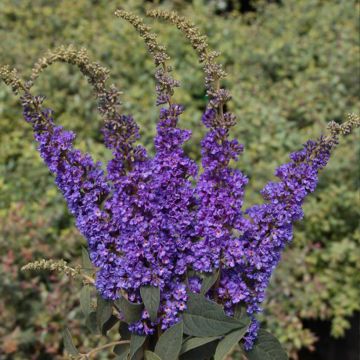 Buddleia Blue Chip Jr