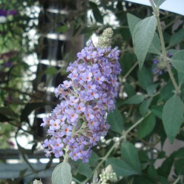 Buddleja Lochinch