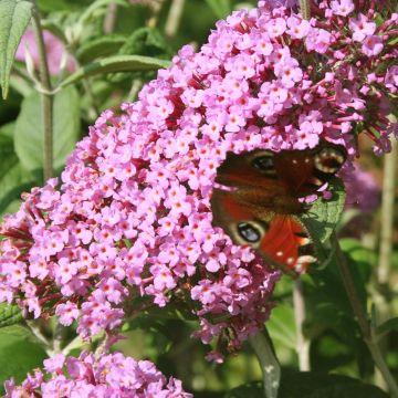 Buddleja davidii Pink Panther