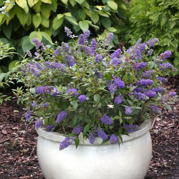 Buddleja Blue Chip
