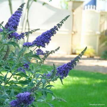 Buddleja davidii Rêve de papillon (Sueño de Mariposa) Blue - Arbusto de las mariposas Buddleja davidii Rêve de papillon (Sueño de Mariposa) Blue - Arbusto de las mariposas