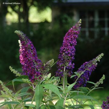 Buddleja davidii Rêve de papillon (Sueño de Mariposa) Violeta - Arbusto de las mariposas Buddleja davidii Rêve de papillon (Sueño de Mariposa) Violeta - Arbusto de las mariposas