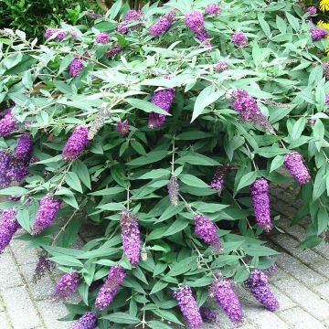 Buddleja davidii BLOOMTASTIC Dreaming Lavender