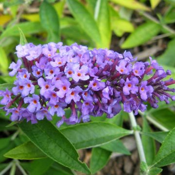 Buddleja Flutterby Peace