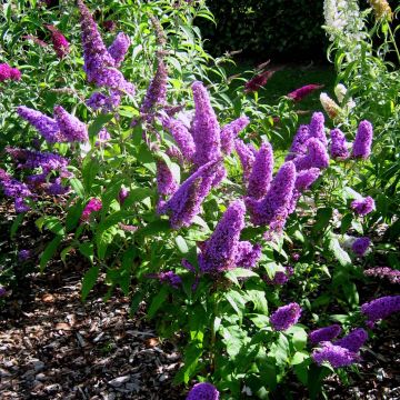 Buddleja davidii Peacock